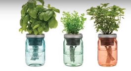GROWING HERBS IN PLAIN WATER FOR AN ENDLESS SUPPLY