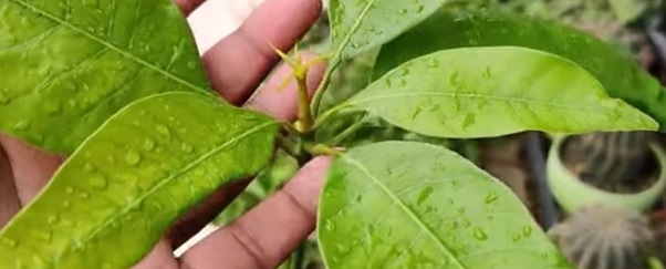 HOW TO GROW A MANGO TREE FROM THE SEED-Urban Garden