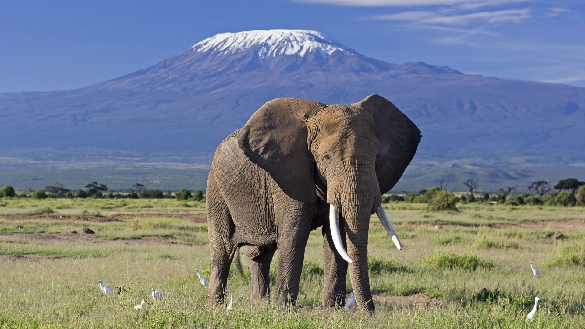 Exploring Amboseli National Park: A Safari Haven at the Foot of Kilimanjaro