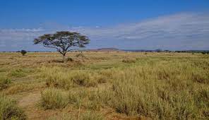 Serengeti National Park: Where the Wild Roam Free